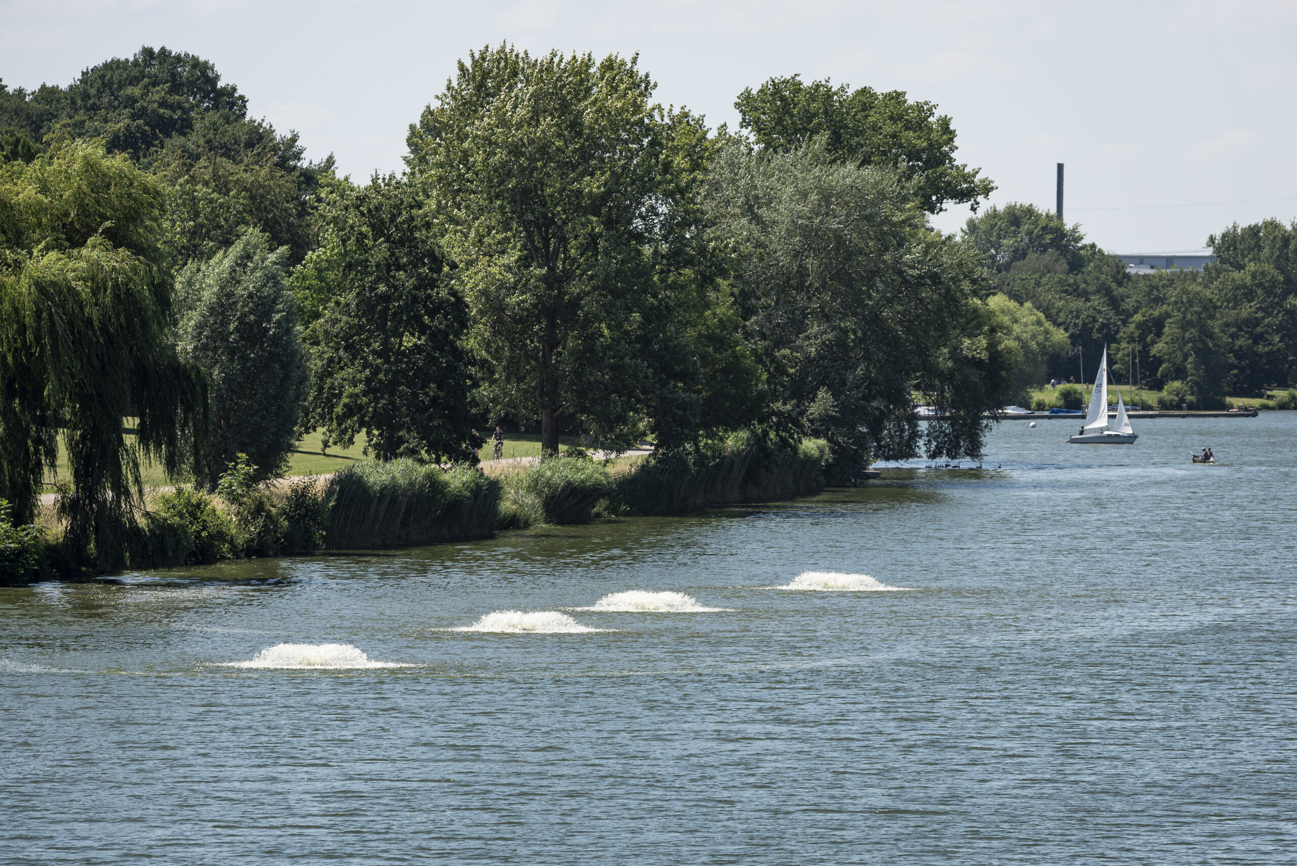 Blaualgen im Aasee von Münster.