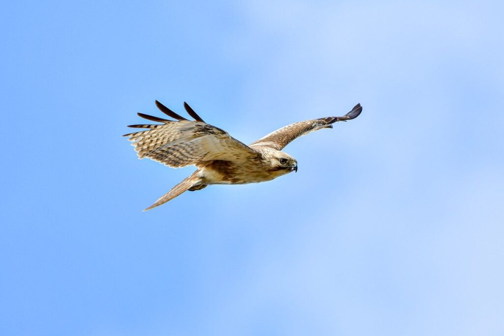 Ein Mäusebussard ist bei einer Greifvogel-Flugshow im Allwetterzoo verschwunden. Erfahren Sie mehr über den Vorfall und die laufende Suche nach dem Greifvogel. Ein Bussard verschwand aus dem Allwetterzoo Münster