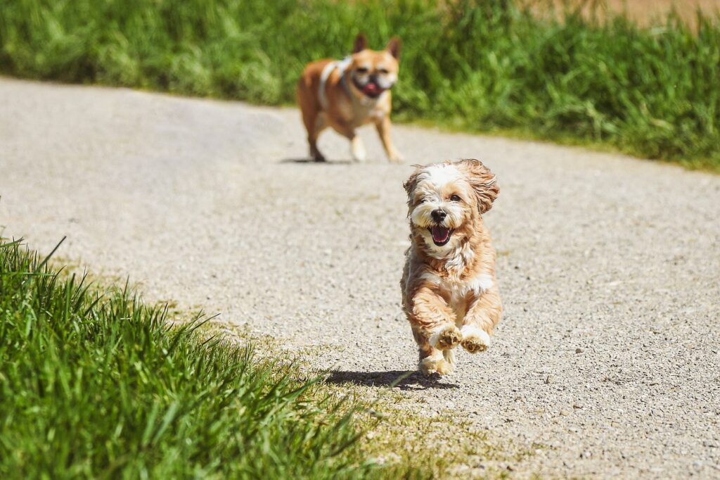Entdecken Sie die besten Hundesparks in Münster: Der Schlossgarten und der Wienburgpark bieten ideale Auslaufgebiete für Hunde. Erfahren Sie mehr über die Geschichte, Landschaft und Freizeitmöglichkeiten dieser Parks.