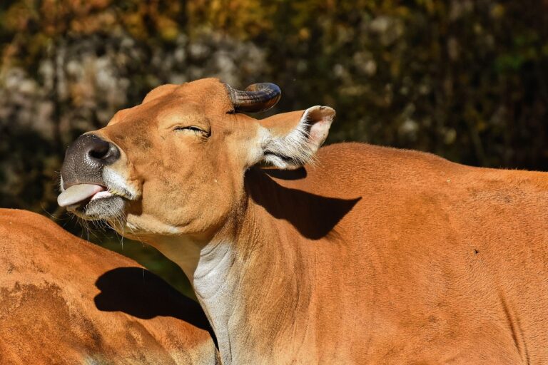 Die Blauzungenkrankheit breitet sich in Deutschland aus. Auch Münster ist betroffen. Maßnahmen wie Impfungen sollen die Seuche eindämmen. Fleischskandal im Münsterland: Ermittlungen gegen Viehvermarkter wegen falscher Kennzeichnung mit Haltungsform 3. Was bisher bekannt ist.