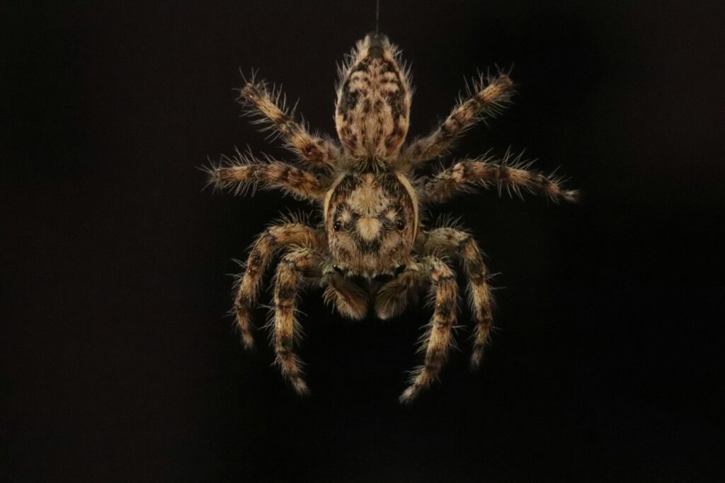 Nosferatu-Spinne in Münster: Wie gefährlich ist ihr Biss?