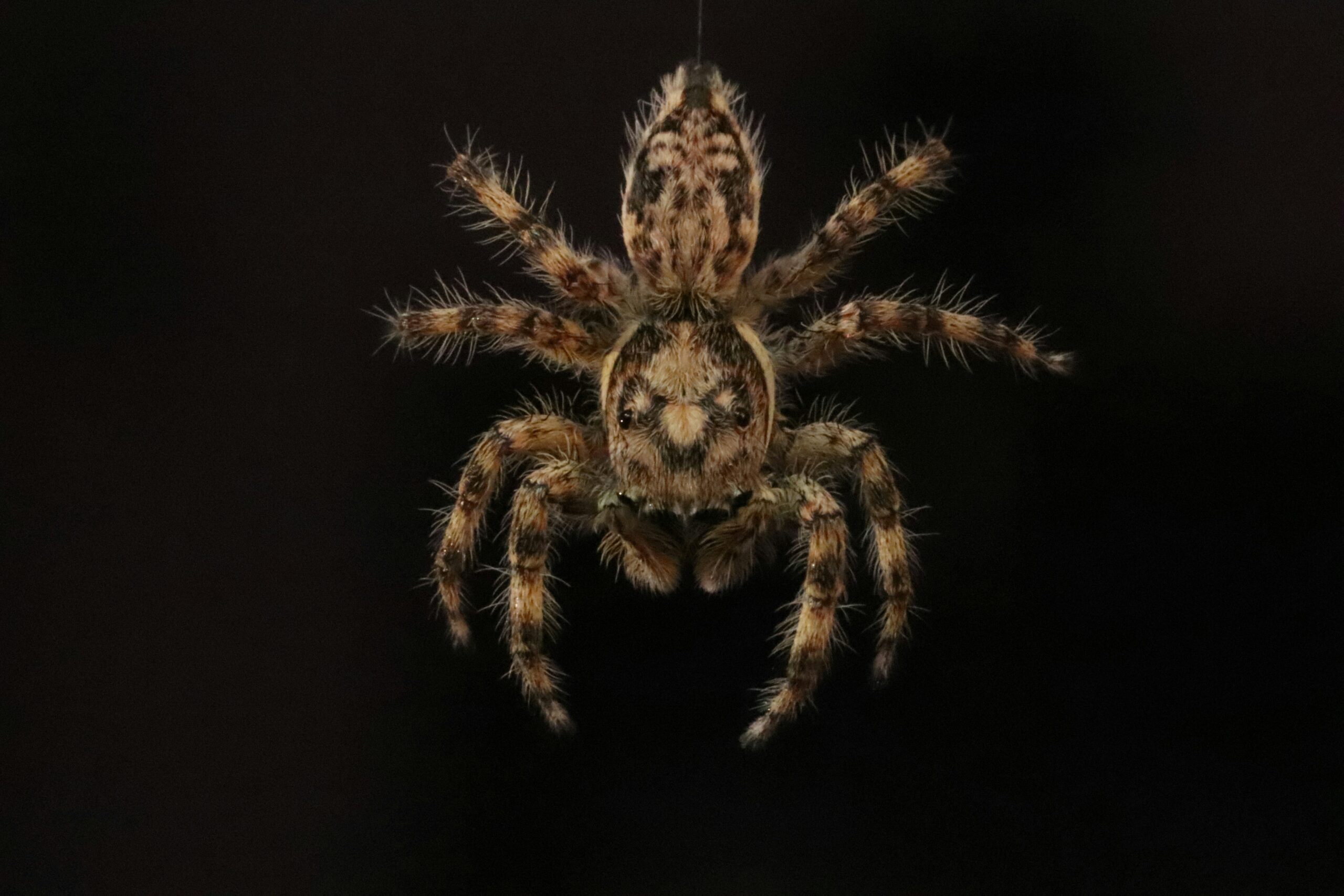 Nosferatu-Spinne in Münster: Wie gefährlich ist ihr Biss?