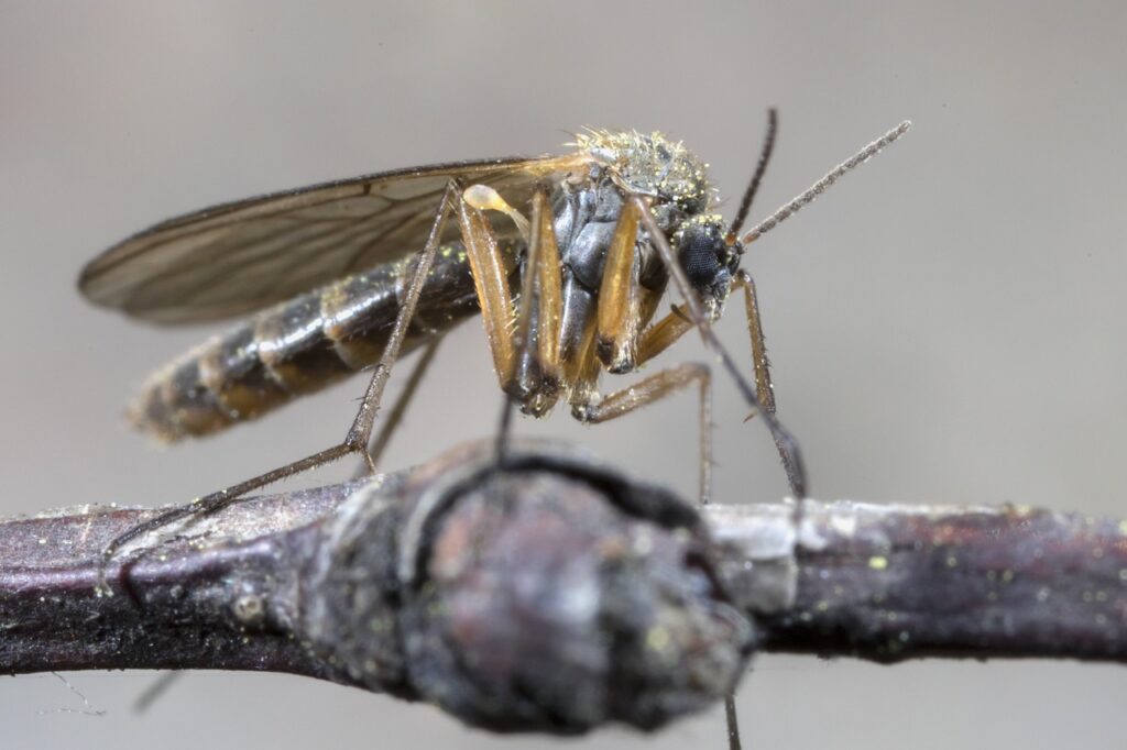Das West-Nil-Virus breitet sich nach Westen aus. Auch Münster beobachtet die Lage aufmerksam. Erfahren Sie, wie Sie sich vor West-Nil-Fieber schützen können.