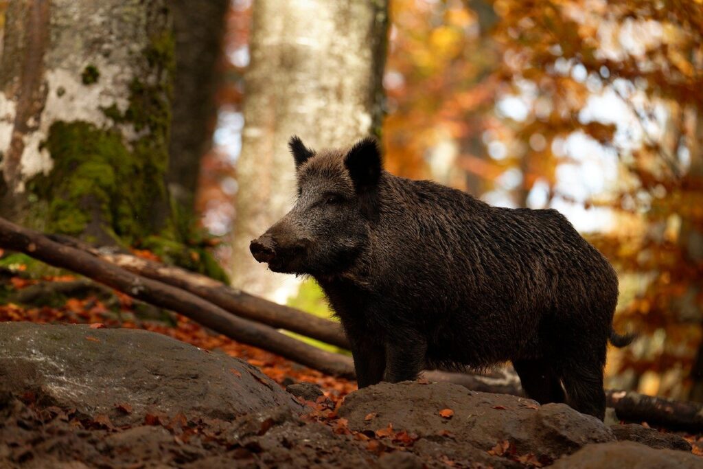 Das Wildschwein-Virus in NRW, auch bekannt als Aujeszky-Virus, ist für Hunde gefährlich. Jagdhunde sind besonders bedroht.