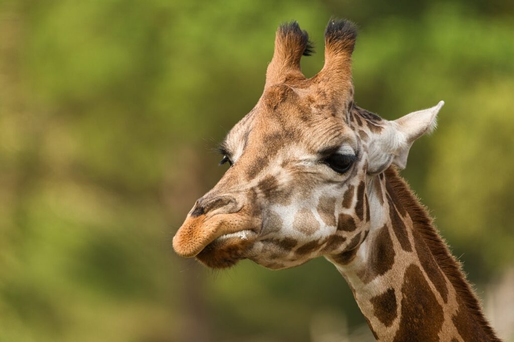 Die tote Giraffe im Zoo Münster: Giraffenkuh Nala musste wegen schwerer gesundheitlicher Probleme eingeschläfert werden. Welche Rolle spielte ihre Arthrose? Giraffe Makena verlässt den Allwetterzoo Münster und zieht in den Zoo Osnabrück um. Erfahren Sie mehr über die Gründe und ihre neue Heimat!