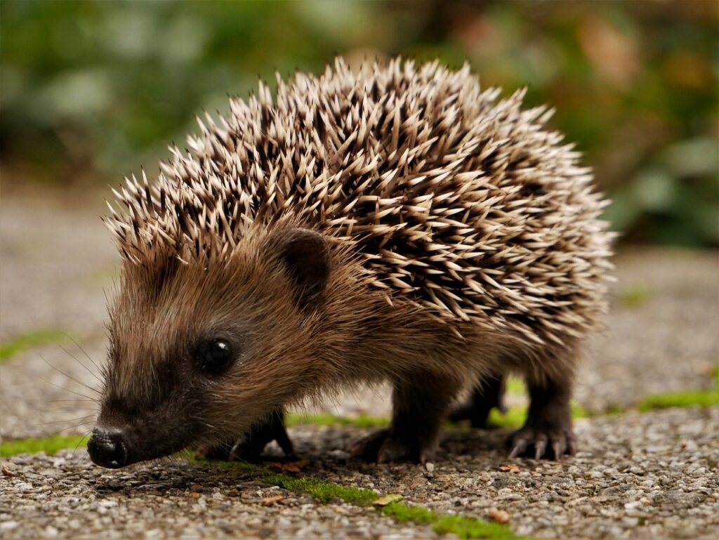 Igel in Münster brauchen deine Hilfe! Erfahre, wie du den bedrohten Stacheltieren durch den Winter hilfst und was die Stadt Münster zum Igelschutz rät.
