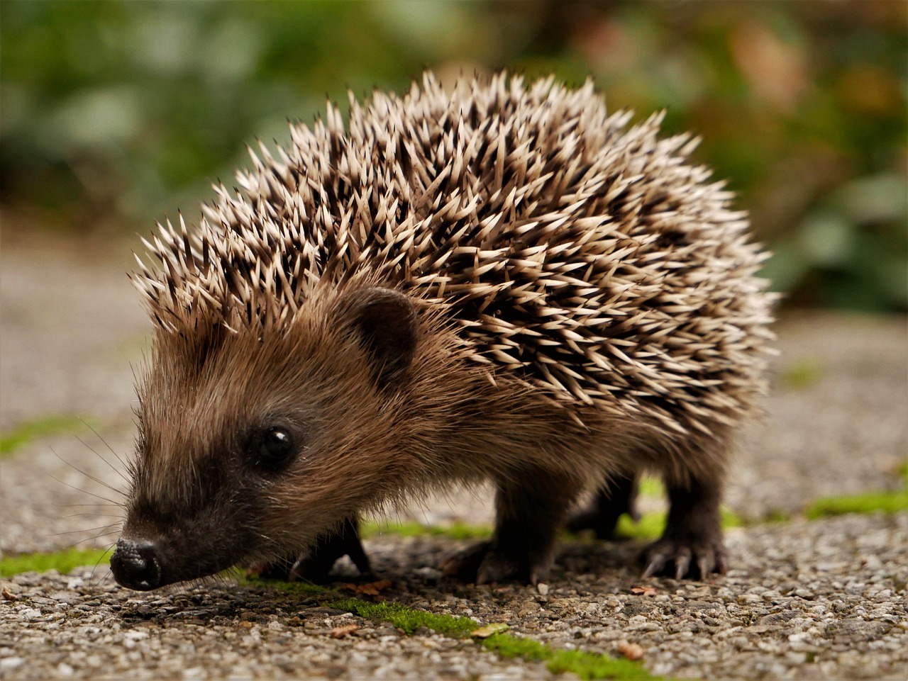 Igel in Münster brauchen deine Hilfe! Erfahre, wie du den bedrohten Stacheltieren durch den Winter hilfst und was die Stadt Münster zum Igelschutz rät.