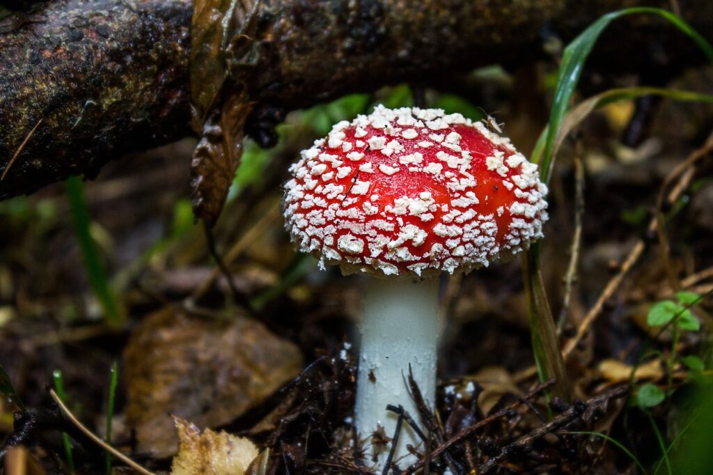 Gefährliche Gummibärchen mit Fliegenpilz Gift tauchen in Verkaufsautomaten auf. Erfahre hier, welche Risiken der Konsum birgt und wie du dich schützen kannst.