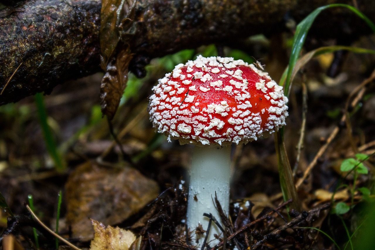 Gefährliche Gummibärchen mit Fliegenpilz Gift tauchen in Verkaufsautomaten auf. Erfahre hier, welche Risiken der Konsum birgt und wie du dich schützen kannst.