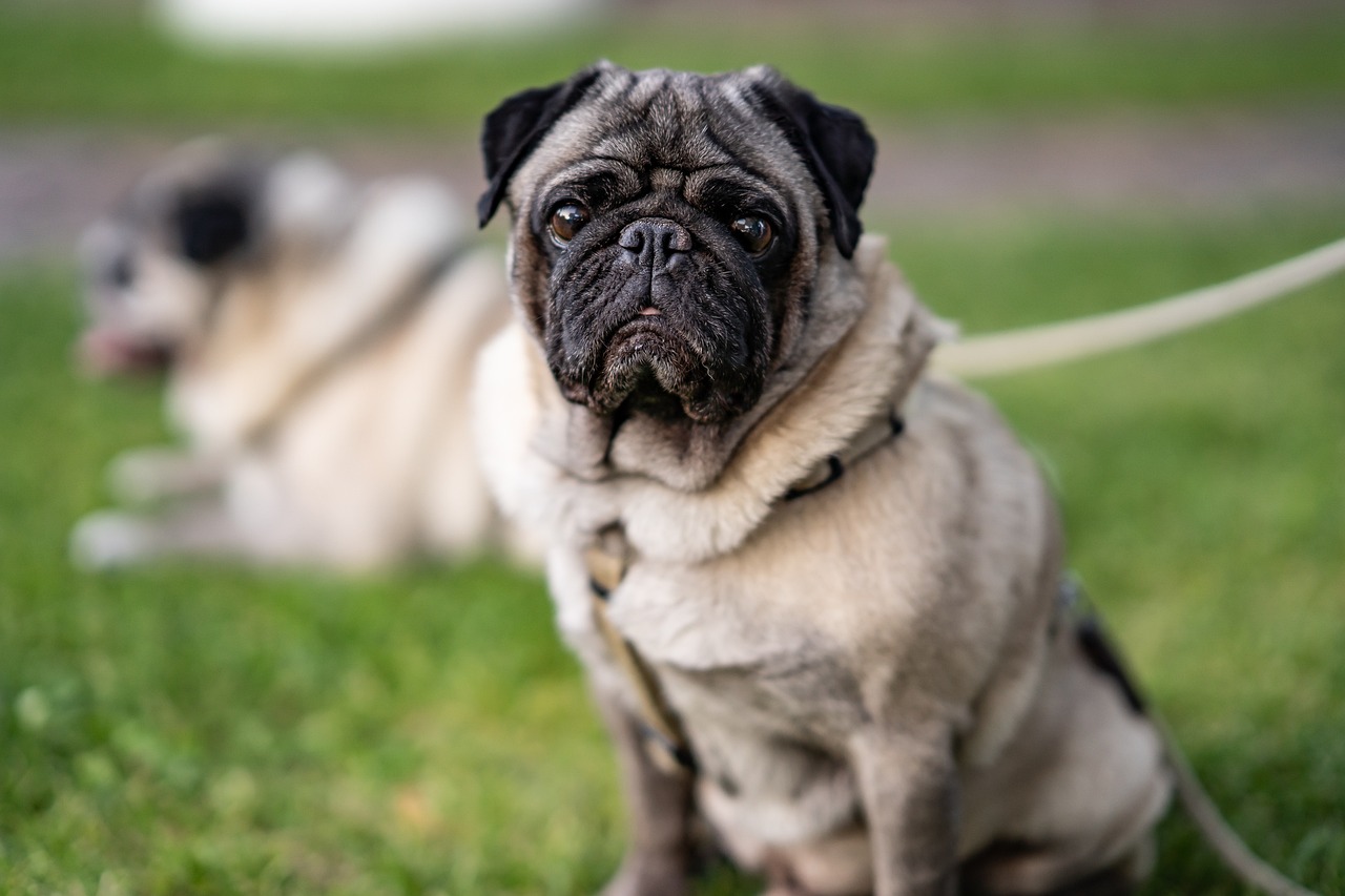 Der Streit um einen verkauften Mops aus Ahlen ging vor das Oberlandesgericht Hamm, das die Entscheidung des Landgerichts Münster bestätigte.
