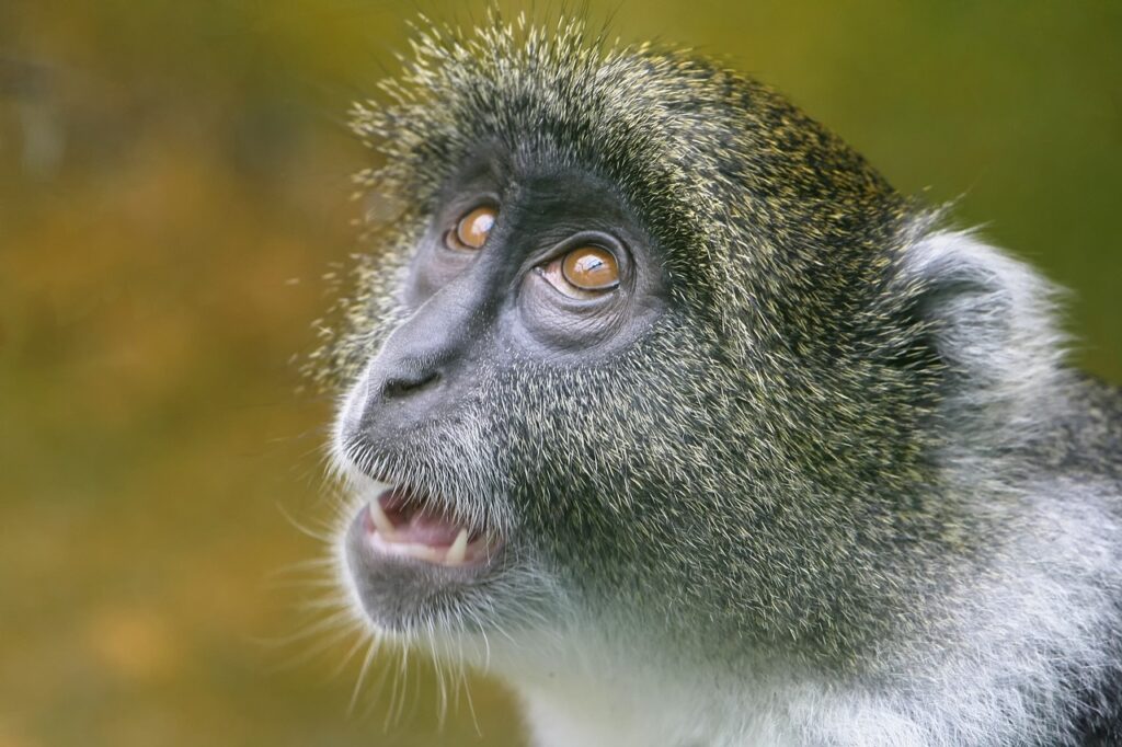 Bombenfund Zoo Münster: Ein verdächtiger Gegenstand wurde entdeckt. Experten prüfen den Fund. Alle Infos zu Evakuierung, Umleitung und Entschärfung hier. Erleben Sie die Zootage Münster 2024 im Allwetterzoo mit reduzierten Eintrittspreisen und faszinierenden Tierattraktionen für die ganze Familie!