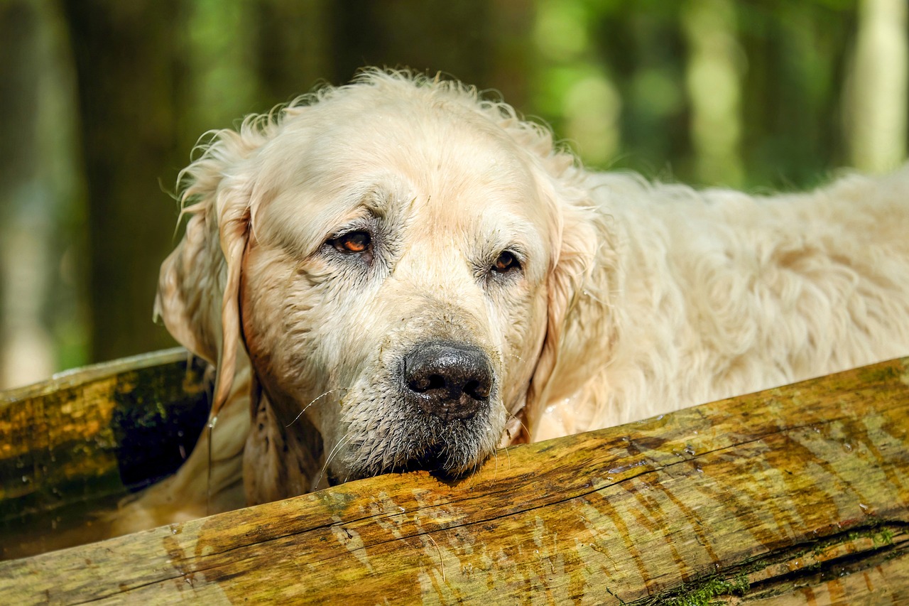 Trauriges Ende einer Vermisstensuche in Niederkrüchten: Ein 69-jähriger Mann und sein Hund wurden tot im Grenzwald entdeckt.