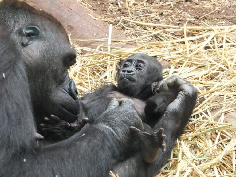 Im Allwetterzoo Münster wurde überraschend ein Gorillababy im Menschenaffenhaus geboren, es ist ein westlicher Flachlandgorilla. Gorilla-Nachwuchs im Allwetterzoo geboren. Besucher können den Namen über WhatsApp wählen. Ein wichtiger Beitrag zum Artenschutz.