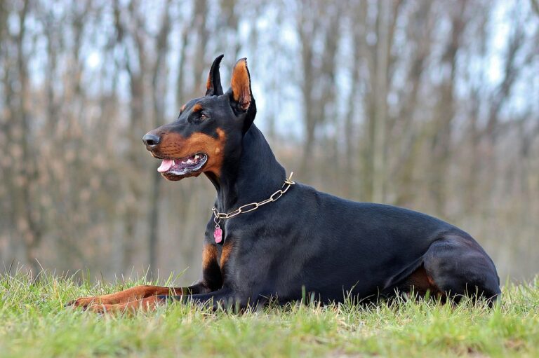 Nach einem Hundebiss an der Kanalpromenade sucht die Polizei Münster Zeugen und Hinweise zur Hundehalterin.
