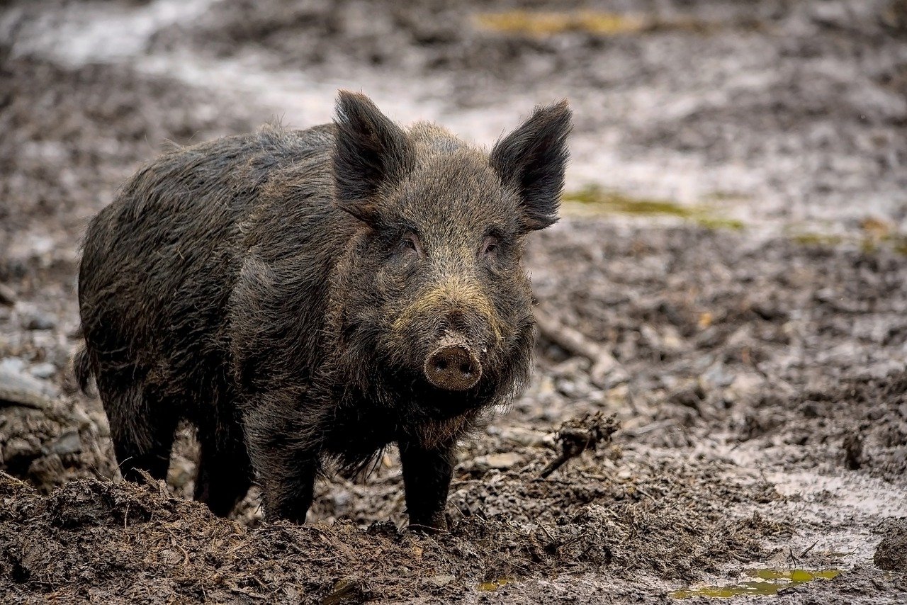 Wie milde Winter und die afrikanische Schweinepest zur Wildschweinplage in NRW beitragen und welche Rolle die Jägerschaft spielt.