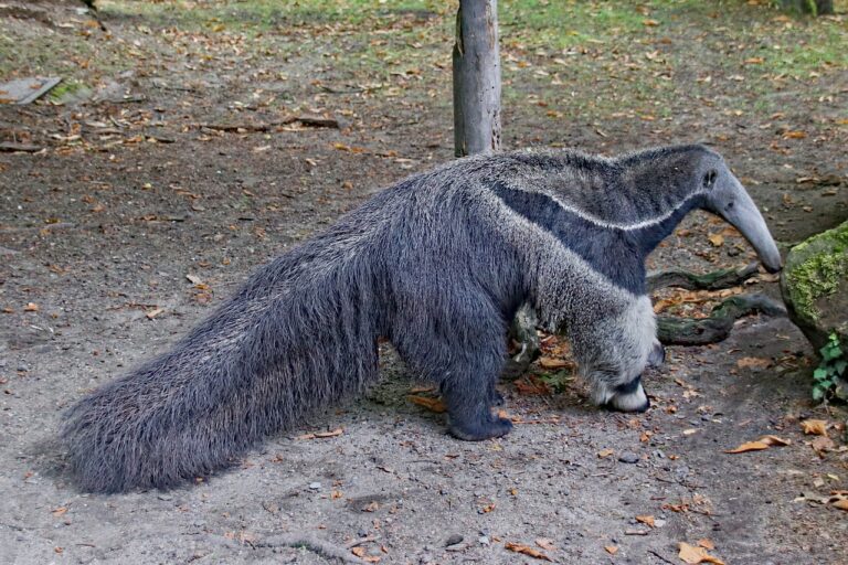 Freudige Überraschung im Allwetterzoo Münster: Nachwuchs bei den Großen Ameisenbären sorgt für Begeisterung bei Besuchern und im Artenschutz.