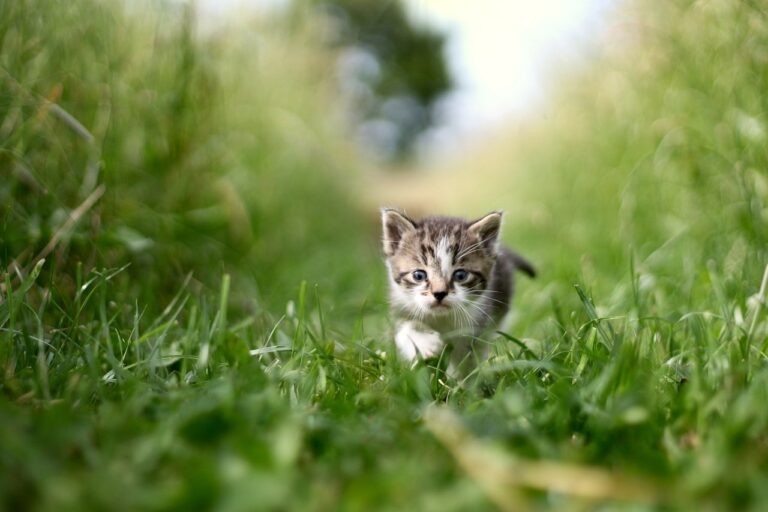 Für Katzen lauern Neujahr viele Gefahren vor der Tür, deshalb ist es ratsam freilaufende Katzen an Neujahr drinnen zulassen.