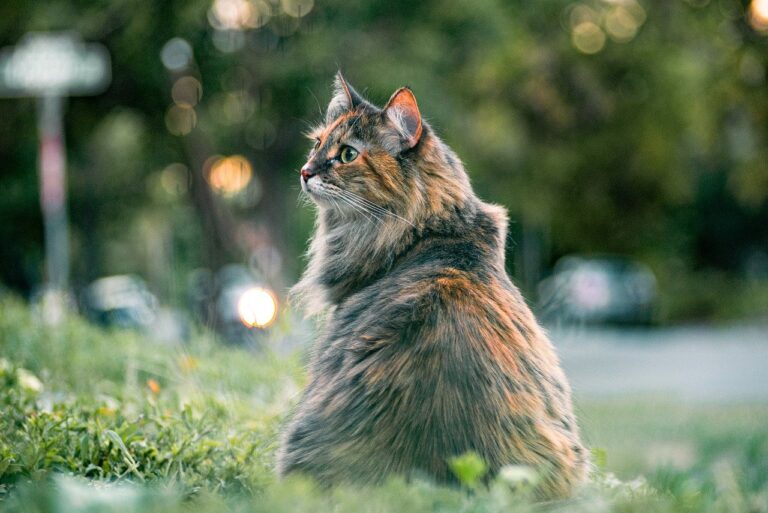 Münster führt Kastrationspflicht für Katzen ein. Ziel: Überpopulation verhindern. Positive Erfahrungen aus der Region stützen die Entscheidung.