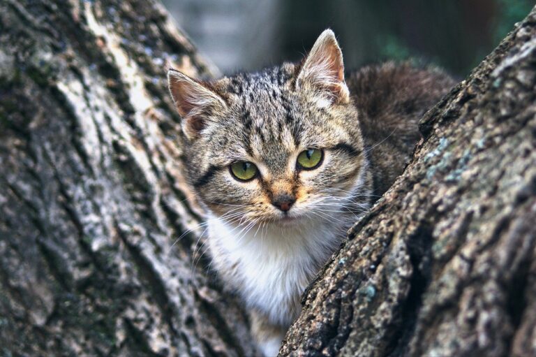 Tierfreunde Münster e.V. begrüßen die Kastrationspflicht für Katzen. Sprecherin Manuela Borgschulte fordert mehr finanzielle Unterstützung und eine bundesweite Regelung.