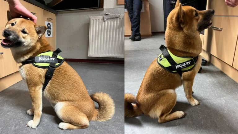 Ein Hund wurde am Rügenufer in Münster ausgesetzt. Erfahre mehr über den Vorfall, die Ermittlungen und den Tierschutz.