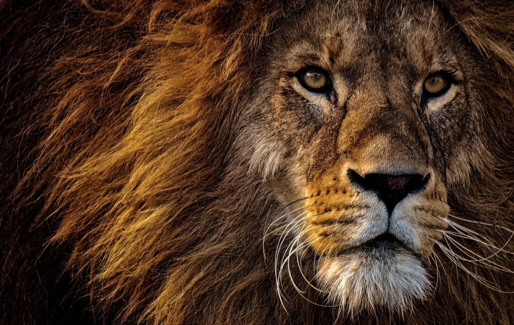 Besuche die Ausstellung "Wildlife Photographer of the Year Münster" im Allwetterzoo und entdecke beeindruckende Naturfotografie!