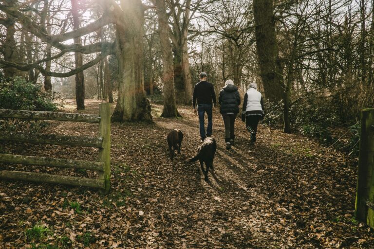 Giftköder in Greven sorgen für Angst unter Hundebesitzern. Immer wieder sterben Tiere nach Spaziergängen.