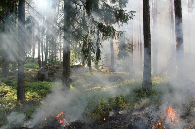 Die Waldbrandgefahr in NRW steigt. Mehrere Feuer wurden bereits gemeldet. Feuerwehr und Behörden rüsten sich für weitere Einsätze.