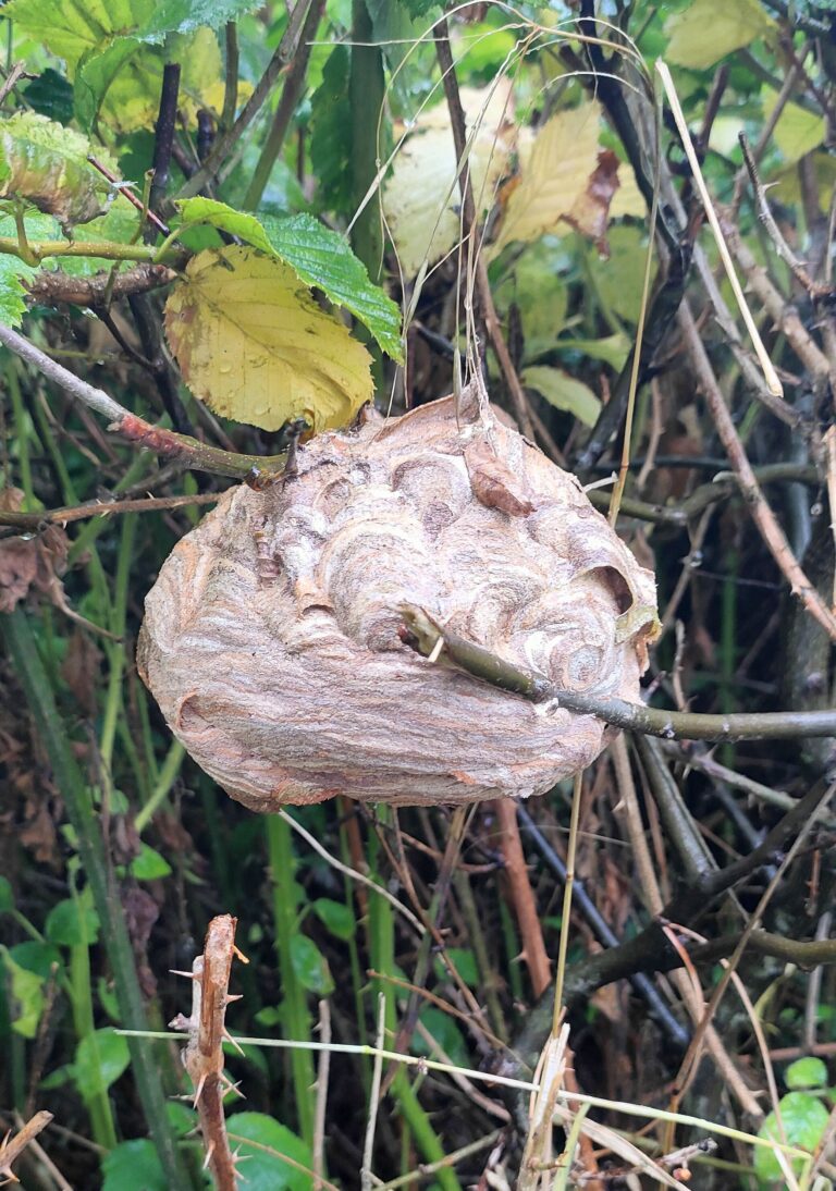 Asiatischen Hornisse melden – hilf mit, die Ausbreitung dieser invasiven Art zu stoppen und schütze heimische Insekten.