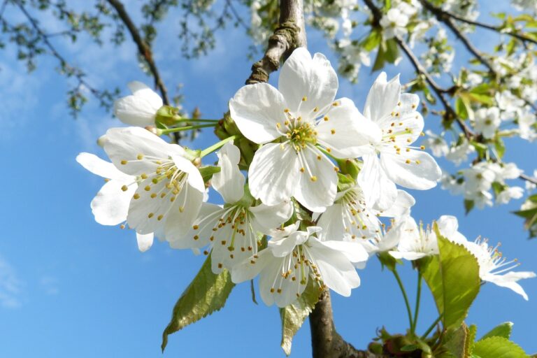 01. Mai 2025 in Münster – Feste, Demos, Partys und mehr. Alle Infos zum Feiertag in der Domstadt.
