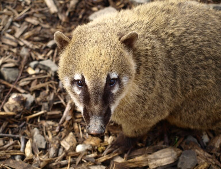 Am ersten Tag im neuen Außengehege kam es im Allwetterzoo Münster zu einem ungewöhnlichen Vorfall: Ein Weißrüsselnasenbär entkam.