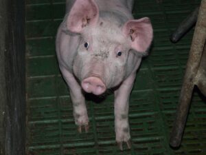 Neue Aufnahmen decken massive Tierquälerei bei Westfleisch-Zulieferbetrieben im Münsterland auf – auch Fleisch aus Münster ist betroffen. Erster ASP-Fall in NRW: Die Afrikanische Schweinepest im Kreis Olpe bereitet Sorgen – auch im nahegelegenen Münsterland.