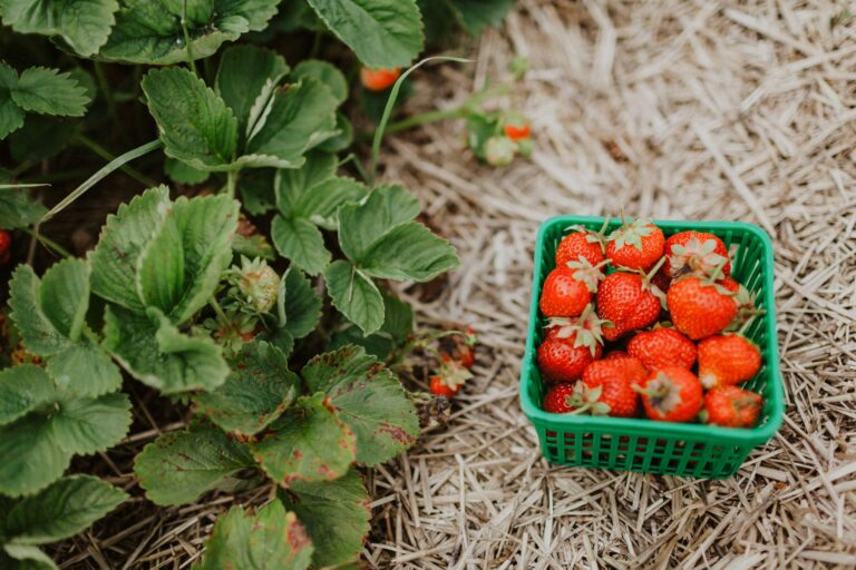 Frische Erdbeeren auf dem Feld, Erdbeeren aus Münster