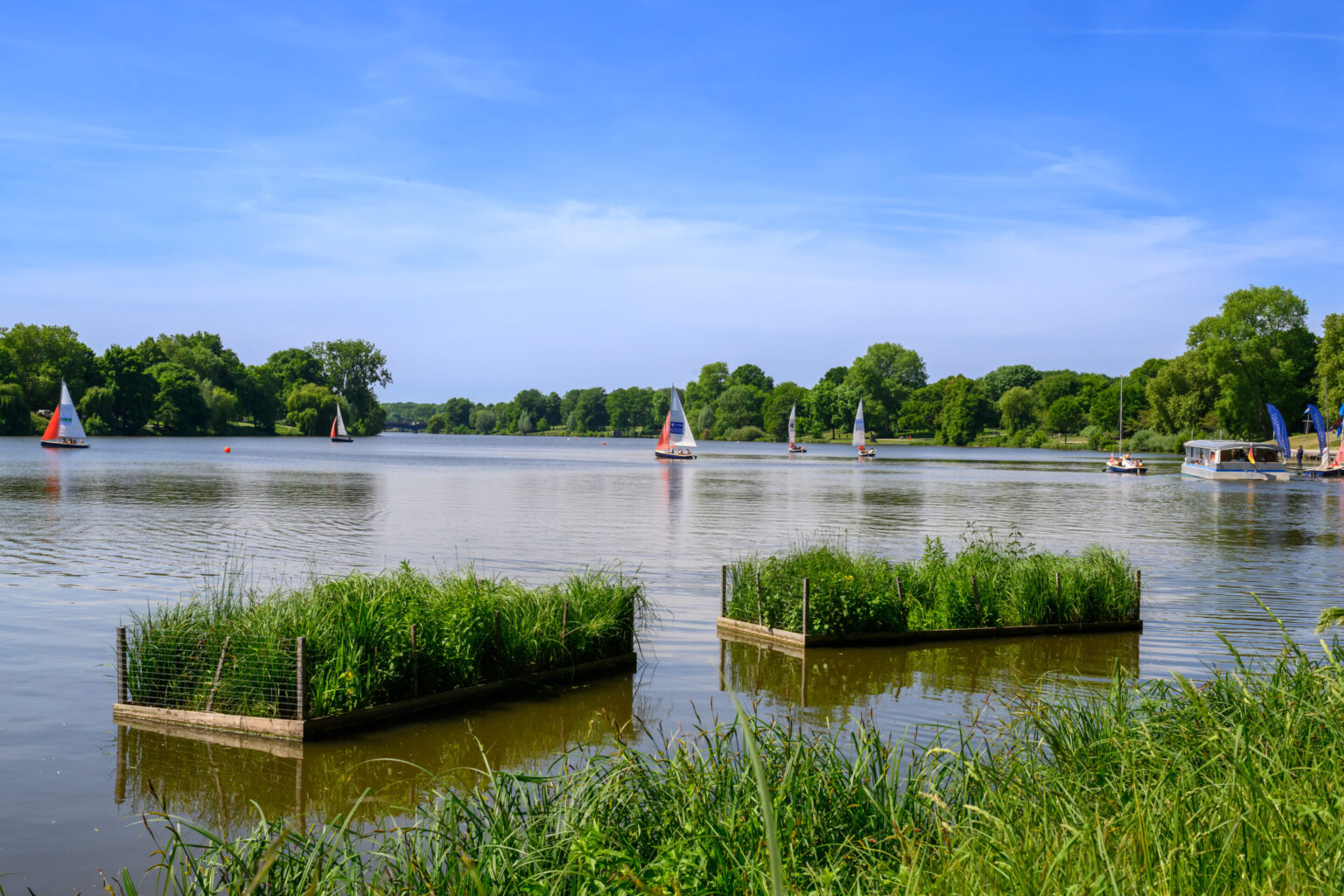 Münster bringt Raubfische im Aasee zurück – mit schwimmenden Pflanzeninseln und gezielter Aussetzung von Hecht und Zander.