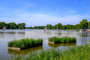 Münster bringt Raubfische im Aasee zurück – mit schwimmenden Pflanzeninseln und gezielter Aussetzung von Hecht und Zander.