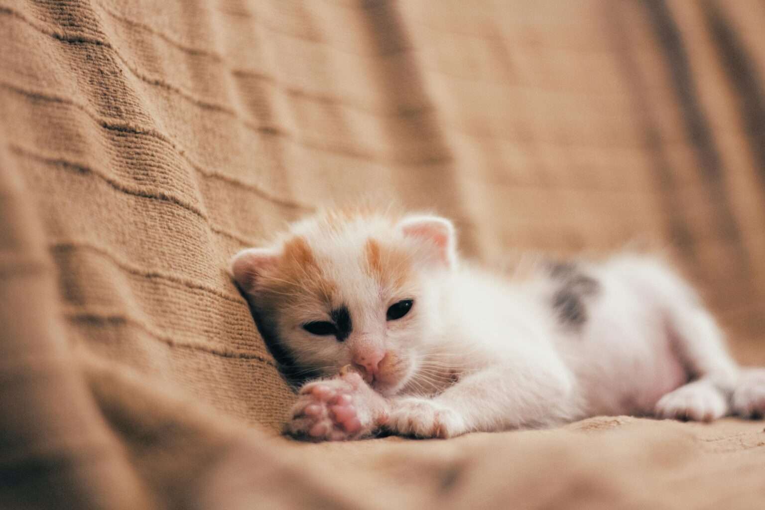 Vier tote Katzenbabys in Altkleidercontainer in Saerbeck entdeckt – Polizei ermittelt, Tierschutzverein warnt und bittet Bevölkerung um Hinweise.