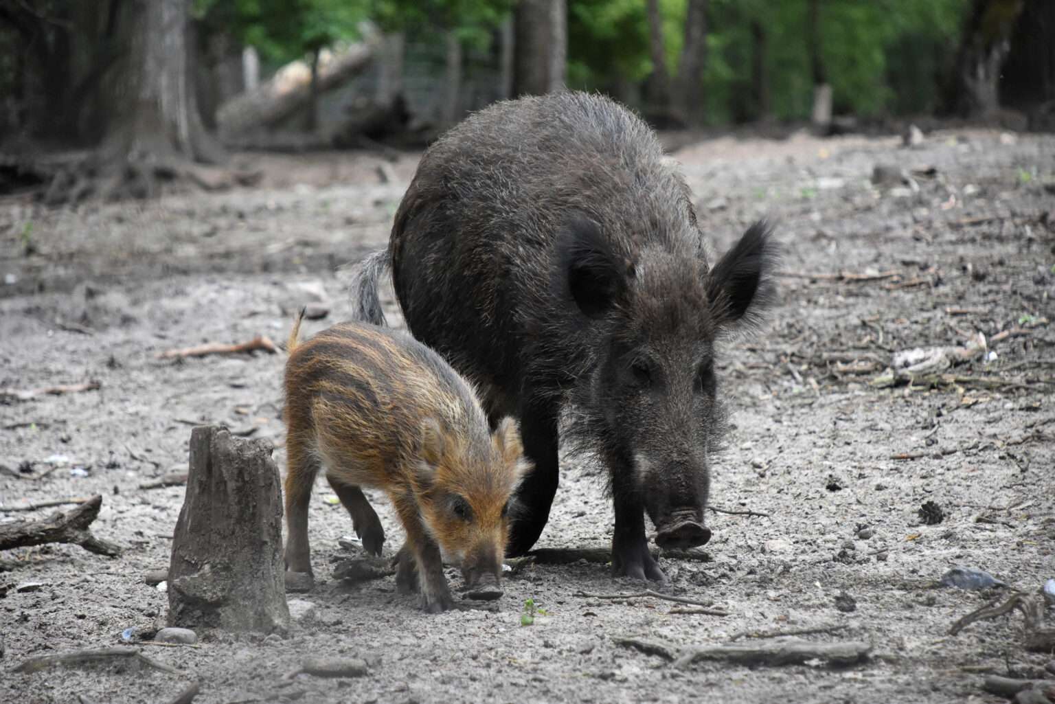 Nach dem Ausbruch der Afrikanischen Schweinepest in NRW ruft die Stadt Münster zur Meldung toter Wildschweine und Vorsicht auf.
