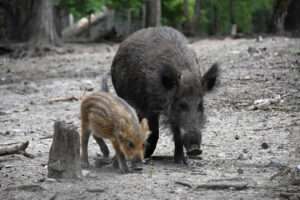 Nach dem Ausbruch der Afrikanischen Schweinepest in NRW ruft die Stadt Münster zur Meldung toter Wildschweine und Vorsicht auf.