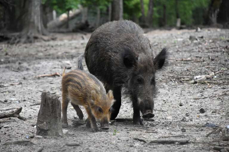 Nach dem Ausbruch der Afrikanischen Schweinepest in NRW ruft die Stadt Münster zur Meldung toter Wildschweine und Vorsicht auf.