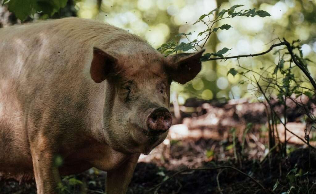 Im Streit um einen 2016 veröffentlichten Warentest zu Ebersperma prüft das Oberverwaltungsgericht Münster heute, ob die Veröffentlichung rechtlich zulässig war.