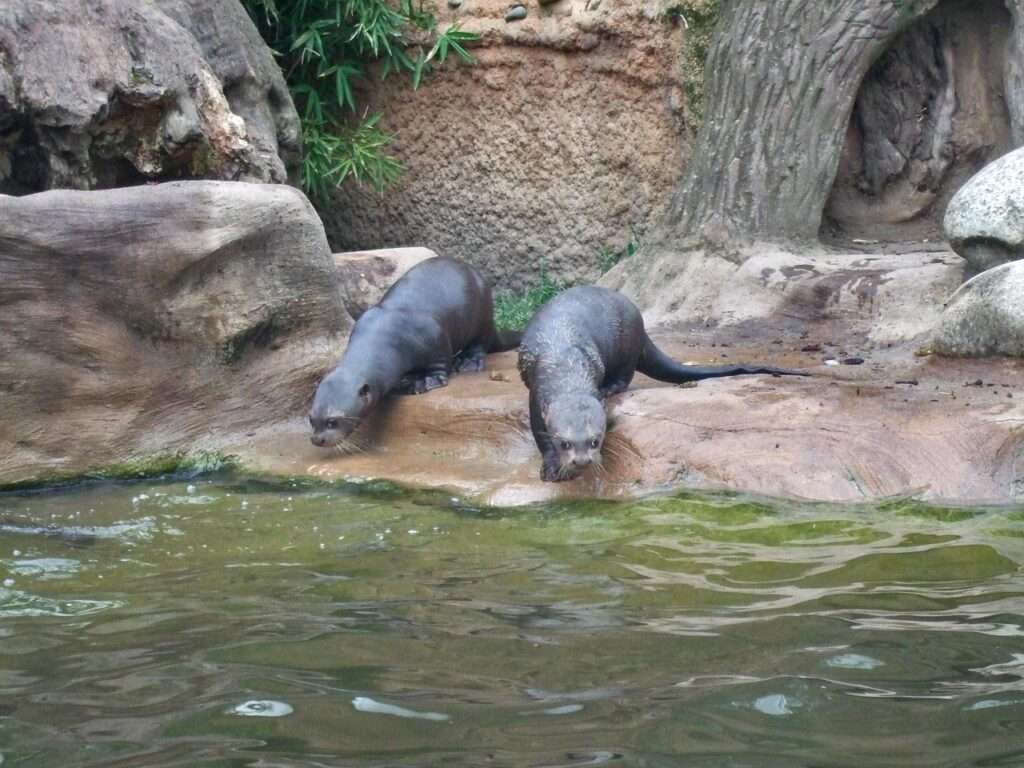 Riesenotter Tod im Allwetterzoo Münster: Zwei Jungtiere sterben trotz intensiver Pflege – was dahinter steckt und wie der Zoo reagiert.