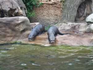 Riesenotter Tod im Allwetterzoo Münster: Zwei Jungtiere sterben trotz intensiver Pflege – was dahinter steckt und wie der Zoo reagiert.