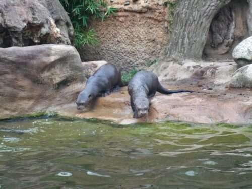 Riesenotter Tod im Allwetterzoo Münster: Zwei Jungtiere sterben trotz intensiver Pflege – was dahinter steckt und wie der Zoo reagiert.