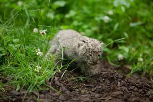 Leoparden-Nachwuchs im Allwetterzoo Münster: Ein bedeutender Erfolg für den Artenschutz und die Erhaltungszucht des Persischen Leoparden.