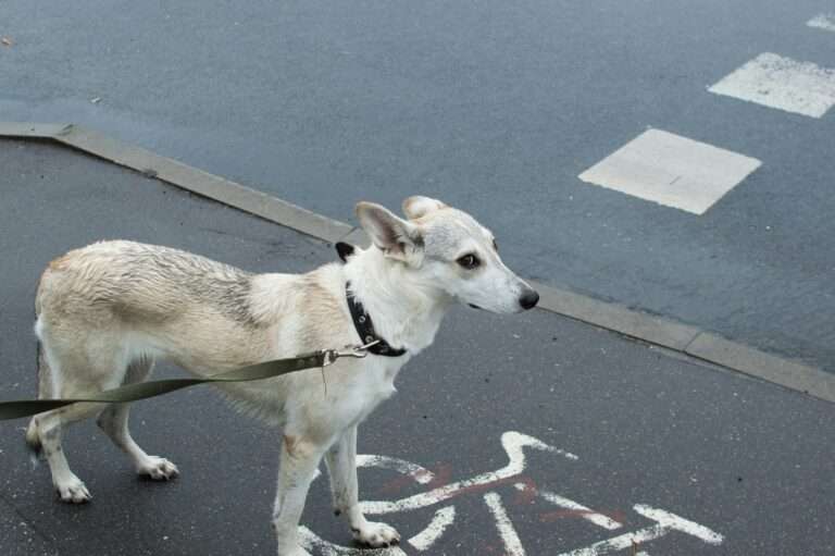 Münster nimmt 2024 rund 1,5 Millionen Euro durch Hundesteuer ein – deutlich unter NRW-Schnitt. Was dahinter steckt, zeigt unser Überblick.