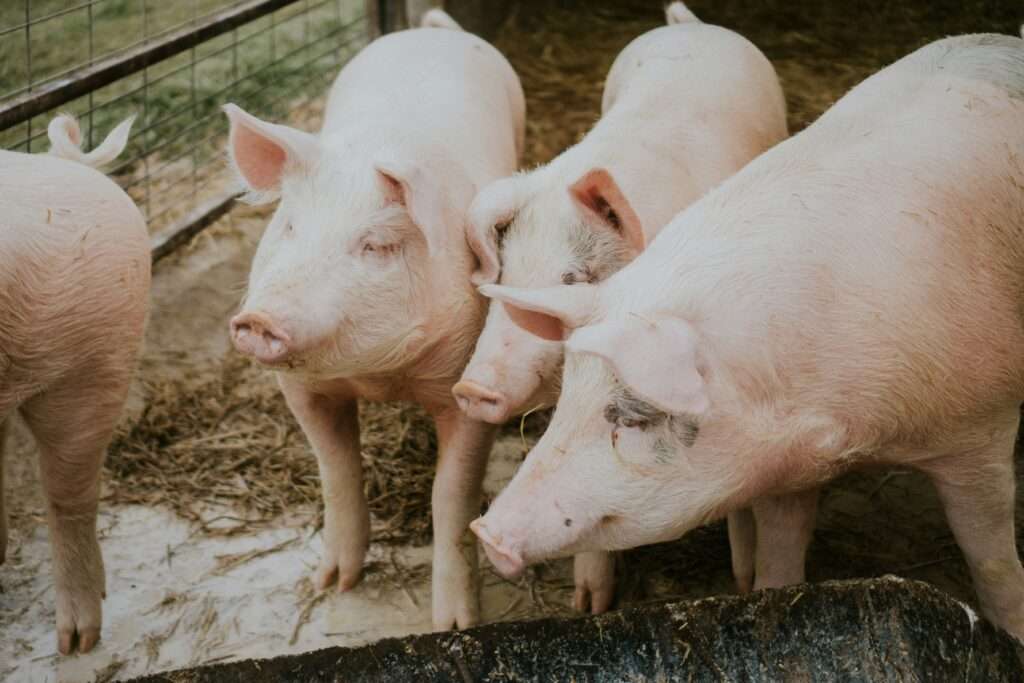 Afrikanische Schweinepest im Münsterland? Die Ausbreitung im Sauerland beunruhigt Landwirte. Warum jetzt höchste Wachsamkeit gefragt ist.