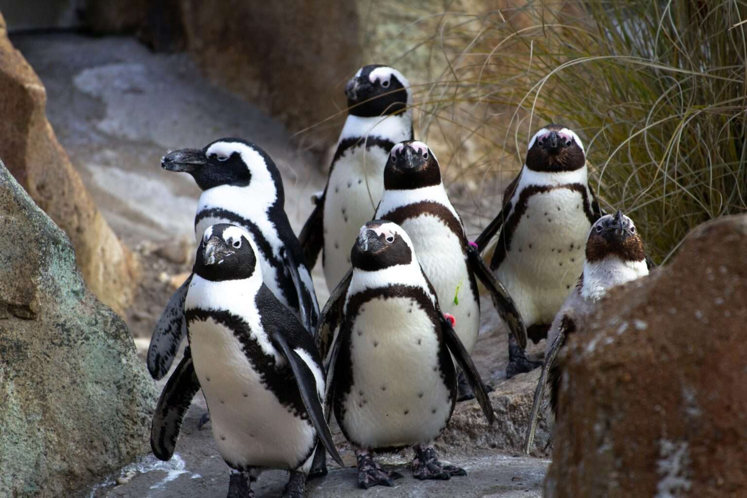 Täglich watscheln Pinguine durch den Allwetterzoo Münster. Was dahintersteckt – und warum es Fans und Kritiker gibt, liest du hier.