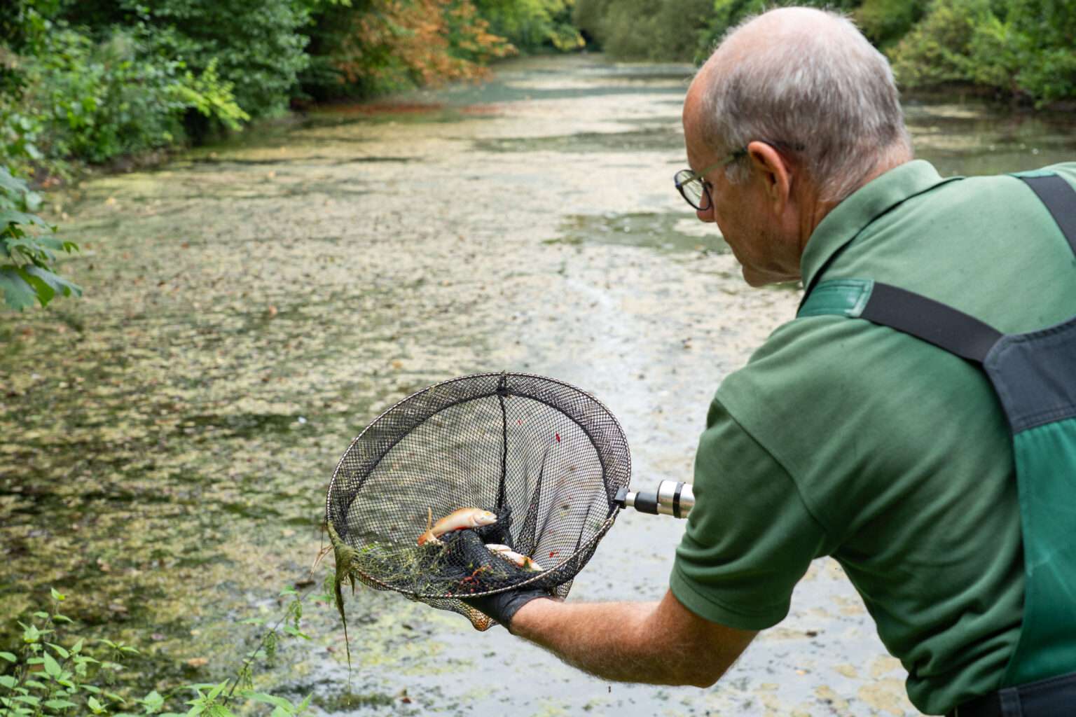 Hitze und Trockenheit führen zu Fischsterben im Kastellgraben Münster. Stadt reagiert mit Maßnahmen und warnt vor zunehmendem ökologischen Stress.