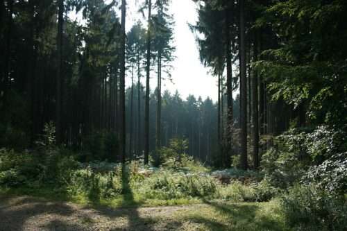 Neuer FriedWald in Greven: Termine für kostenlose Führungen, Preise für Bäume und Plätze, Regeln und Buchung im Überblick. So funktioniert die Urnenbestattung im Wald.