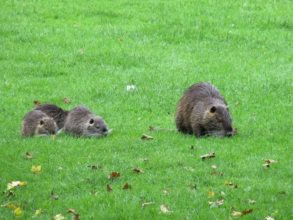 Nutria breiten sich in Münster aus. Stadt und Jägerschaft zahlen 15 Euro Prämie pro Tier. Wo die Hotspots liegen, was verboten ist und wie du richtig reagierst.