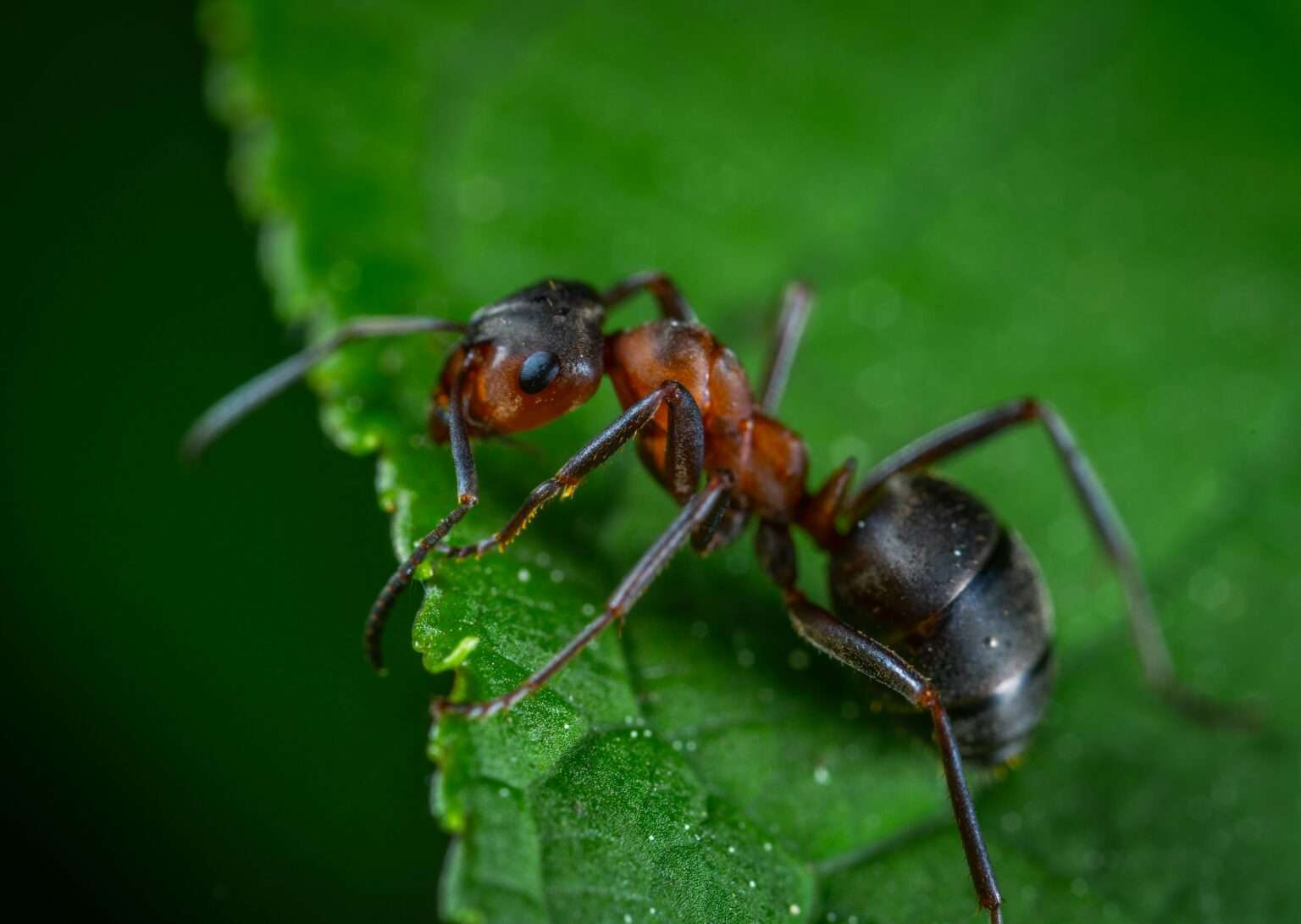 Tapinoma magnum in NRW: Die invasive Ameisenart aus dem Mittelmeerraum bedroht zunehmend die Infrastruktur. Was man wissen muss.